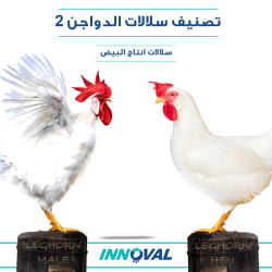 تصنيف سلالات الدواجن 2 - "سلالات انتاج البيض" 