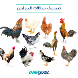 تصنيف سلالات الدواجن 1 