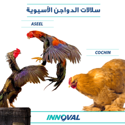 سلالات الدواجن الآسيوية 2 - كوشين - أسيل 