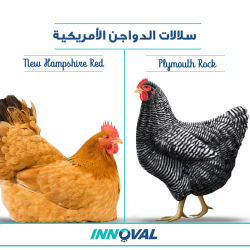 سلالات الدواجن الأمريكية 2 - نيوهامبشير - بلايموث روك