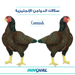 سلالات الدواجن الإنجليزية