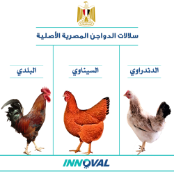 سلالات الدواجن المصرية الأصلية 2 