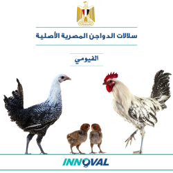 سلالات الدواجن المصرية الأصلية - سلالة الفيومي