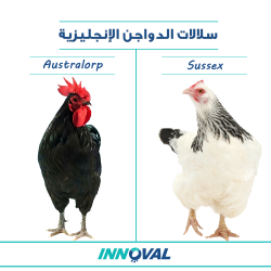 سلالات الدواجن الإنجليزية 2 - الساسكس - الاسترالوب 