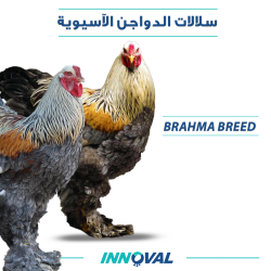 سلالات الدواجن الآسيوية 