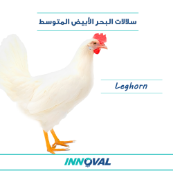 سلالات دواجن البحر الأبيض المتوسط 