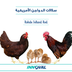 سلالات الدواجن الأمريكية 