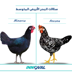 سلالات دواجن البحر الأبيض المتوسط 2 - مينوركا - أنكونا 