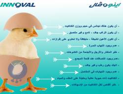مواصفات الكتاكيت المثالية 