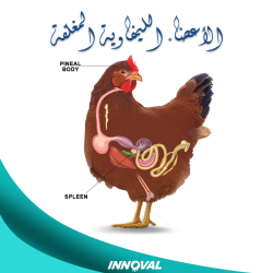 الأعضاء الليمفاوية المغلفة في الدواجن 