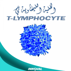 الخلية الليمفاوية تي T-Lymphocyte