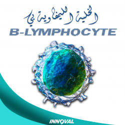 الخلية الليمفاوية (بي) B-Lymphocyte