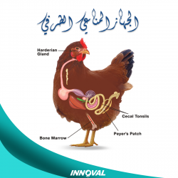 الجهاز المناعي الطرفي في الدواجن