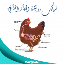 تركيب ووظيفة الجهاز المناعي
