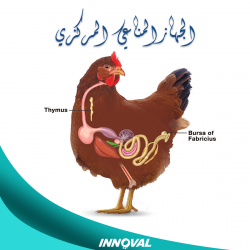 الجهاز المناعي المركزي للدواجن