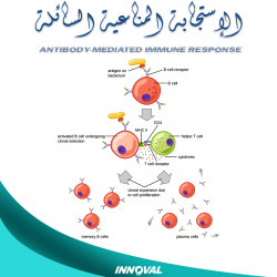 الإستجابة المناعية الخلطية أو السائلة Antibody-mediated Immune Response
